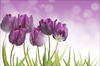  Fototapeta tulipany 2158