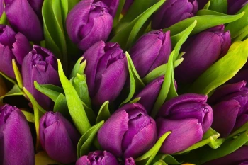  Fototapeta tulipany 2163
