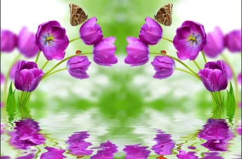  Fototapeta tulipany 3268