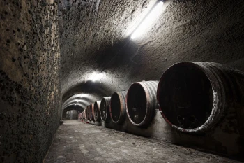  Fototapeta tunel winnicy 2958