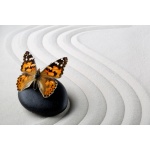 Fototapeta zen motyl 716a