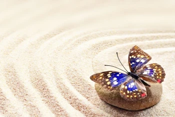  Fototapeta zen motyl 717a