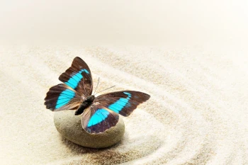 Fototapeta zen motyl 718a
