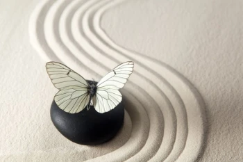  Fototapeta zen motyl 720a