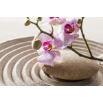 Fototapeta zen orchidea 738a