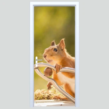  Fototapety na drzwi wiewiórka 430s