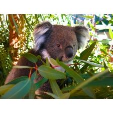 Fototapeta koala 447