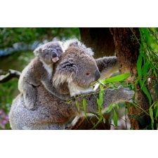 Fototapeta koala 458