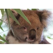 Fototapeta koala 459