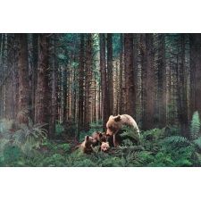 Fototapeta las, niedźwiedzie  5144