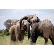 Fototapeta słonie 455