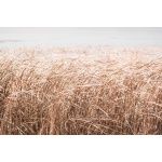 Fototapeta zboża, trawy 5408