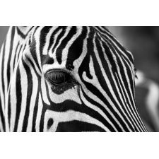 Fototapeta zebra 399