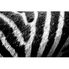Fototapeta zebra 424