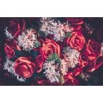 Fototapety na ścianę kwiaty róże 5050