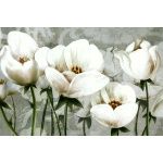Fototapety na ścianę kwiaty tulipany 4915